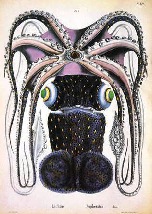 artist's rendering of a Giant Squid