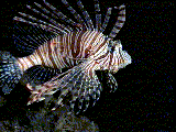 Lionfish