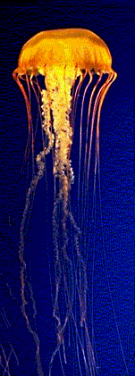 Jellyfish (also known as a "Jellie")